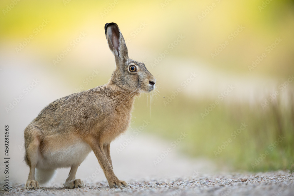 Fototapeta premium European brown hare (Lepus europaeus)