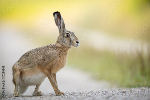 European brown hare (Lepus europaeus) © szczepank