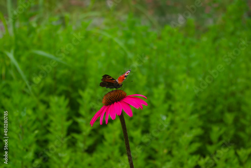 butterfly on a grass