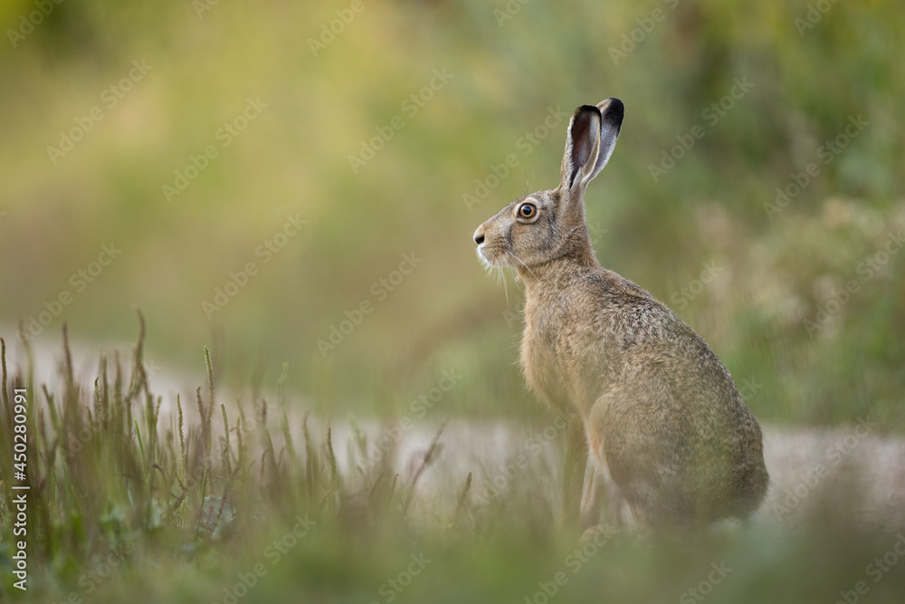European brown hare (Lepus europaeus) European brown hare (Lepus europaeus)