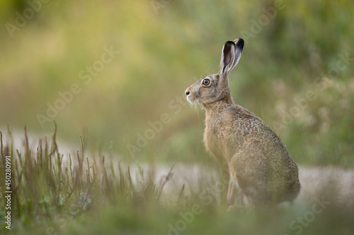 Valokuvatapetti European brown hare (Lepus europaeus)
