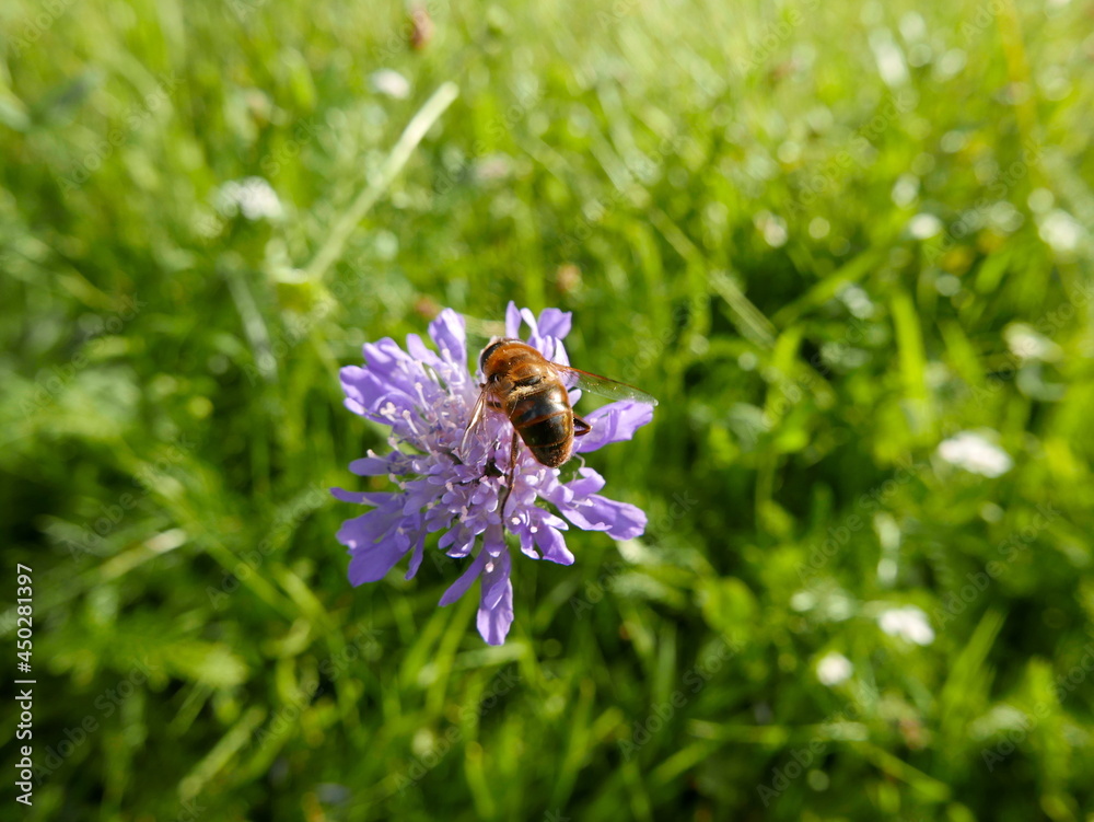 a bee sitting on a purple flower a bee sitting on a purple flower