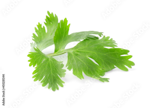 Aromatic fresh green cilantro isolated on white