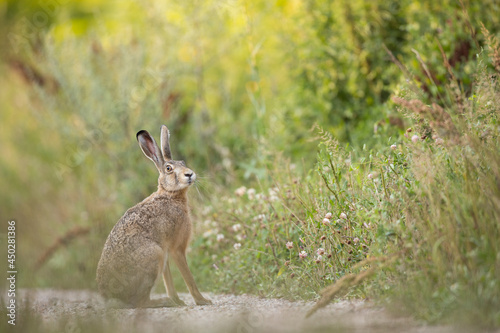 Fototapeta Naklejka Na Ścianę i Meble -  European brown hare (Lepus europaeus)