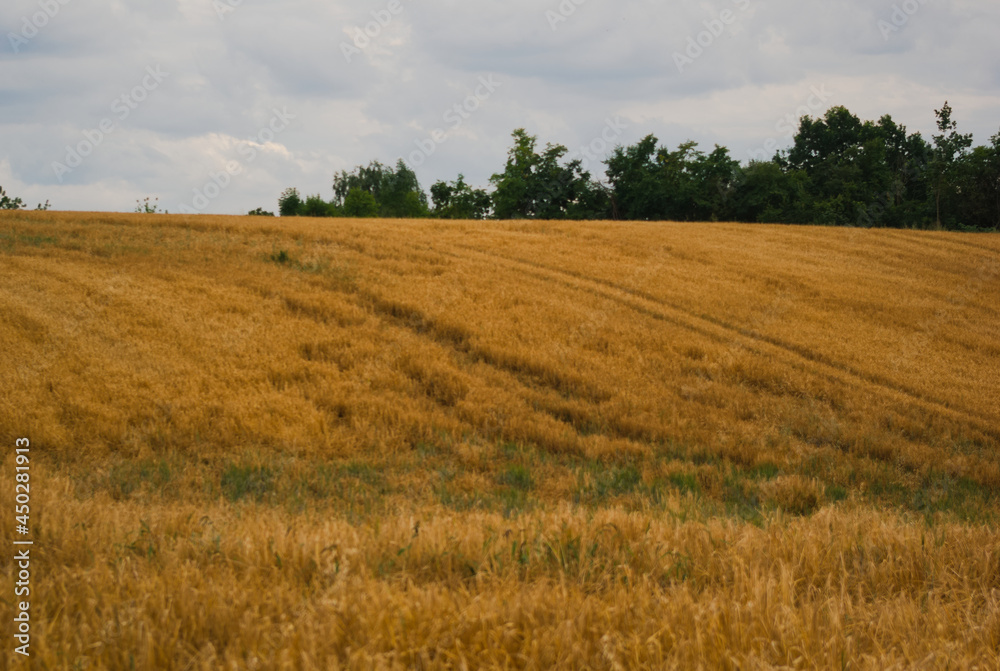 field of wheat