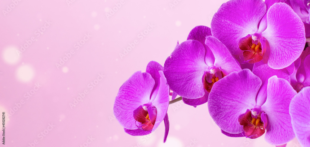 Naklejka premium Beautiful orchid flower over pink background with bokeh.