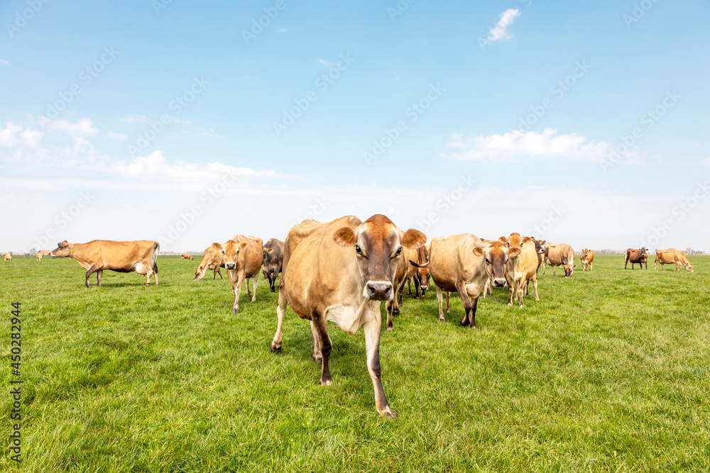 Group of jersey cows grazing in the pasture, peaceful and sunny in Dutch Friesian landscape of flat land with a blue sky and a horizon, wide panoramic view