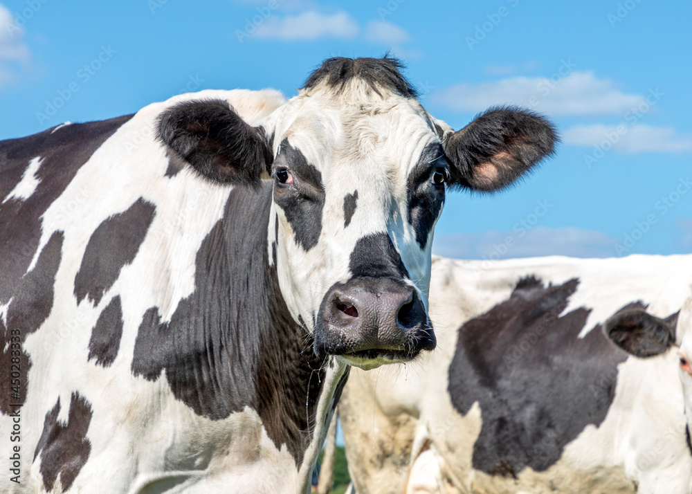 Mature cow, mottled black and white, grumpy looking, black nose