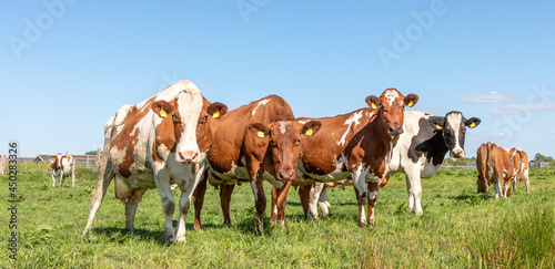 Row of cows looking curious upright in a green field
