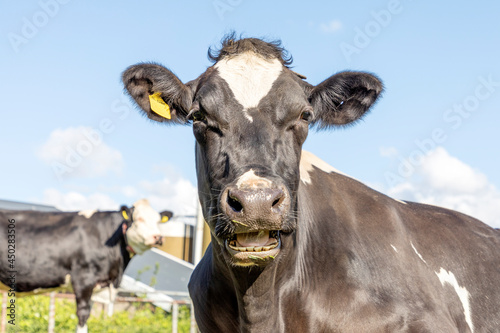 Funny portrait of a mooing cow, with open mouth © Clara
