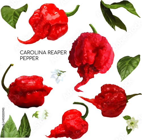 Carolina Reaper hot Pepper Botany illustration set photo