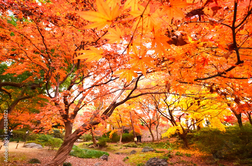 日本 東京都文京区本駒込にある六義園の紅葉