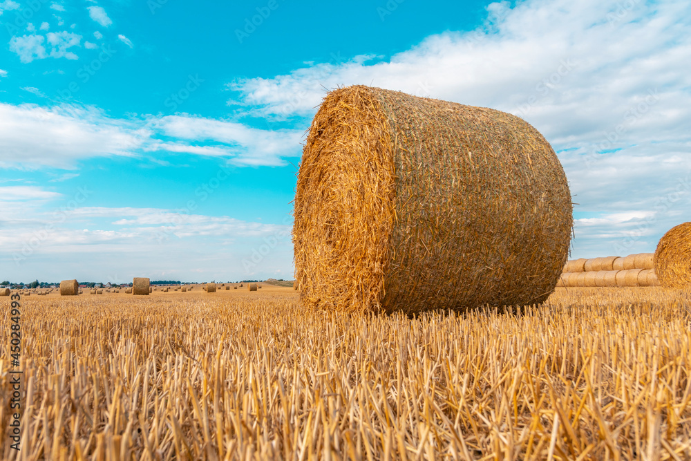 Big round straw bales of straw in the field after the harvest.