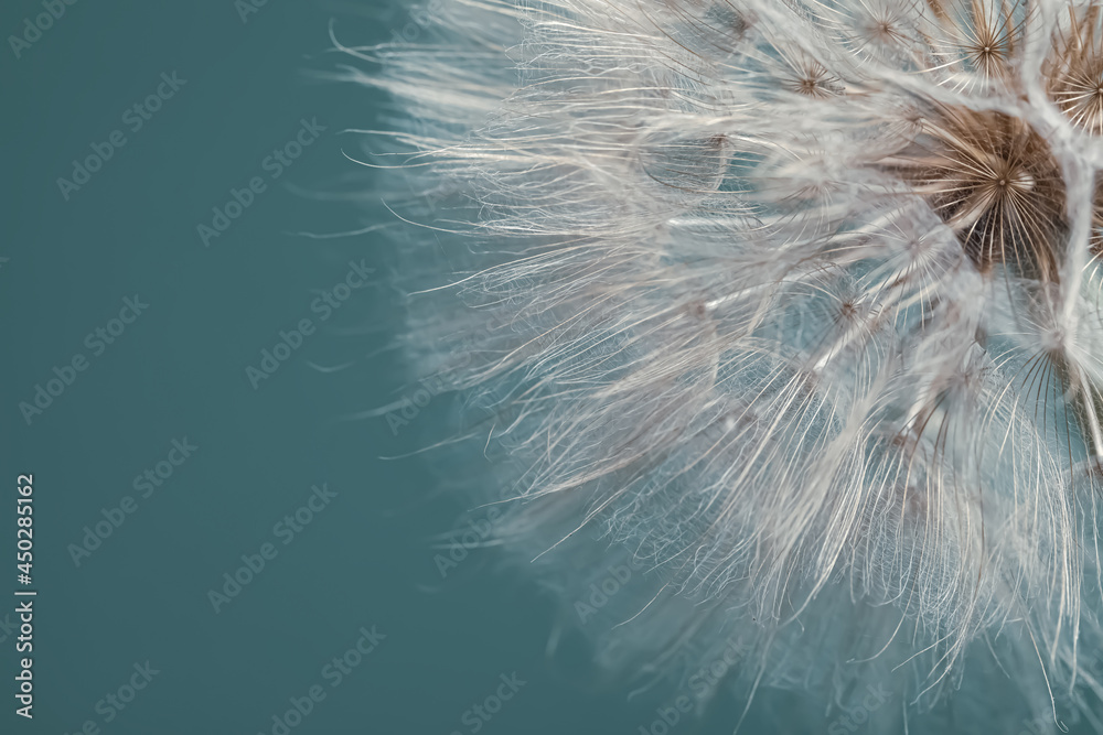 Obraz premium Beautiful fluffy dandelion flower on green background, closeup. Space for text