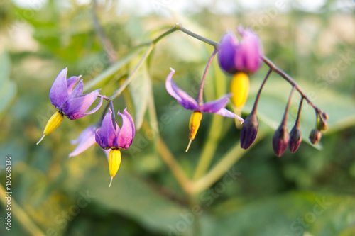 Macro close-up of Climbing Nightshade flowers (Solanum dulcamara), also known as Bittersweet or Bitter Nightshade, in the evening light at sunset photo