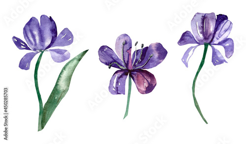 Fototapeta Naklejka Na Ścianę i Meble -   Tulips with leaves painted in watercolour. Illustration on a white background.