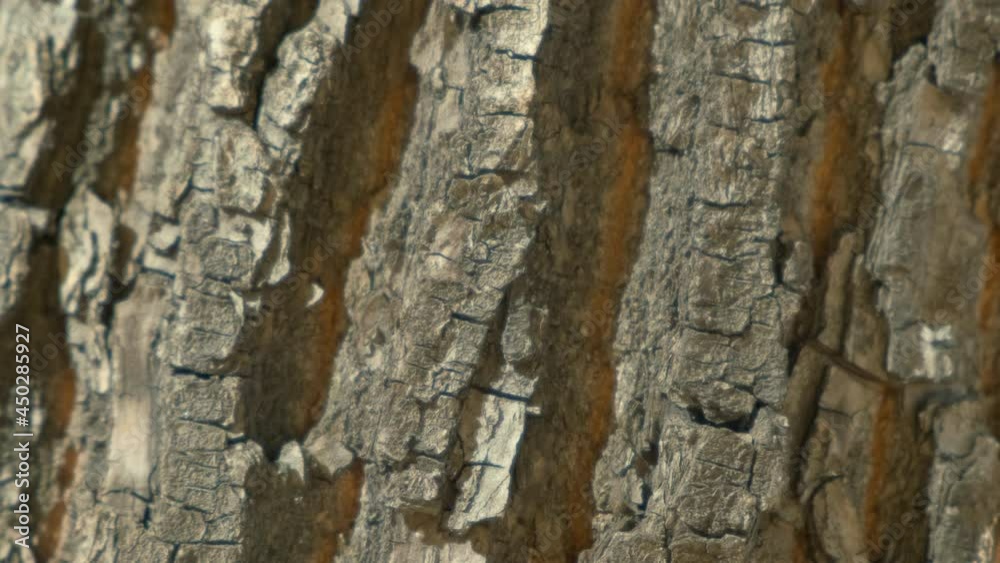 Wooden texture. camera rotate. Rocky surface top view. Place for text. Rough texture movement. Empty space for title. Surface wood rotation. Copyspace blank design. Pattern tree like stone move slowly Wooden texture. camera rotate. Rocky surface top view. Place for text. Rough texture movement. Empty space for title. Surface wood rotation. Copyspace blank design. Pattern tree like stone move slowly