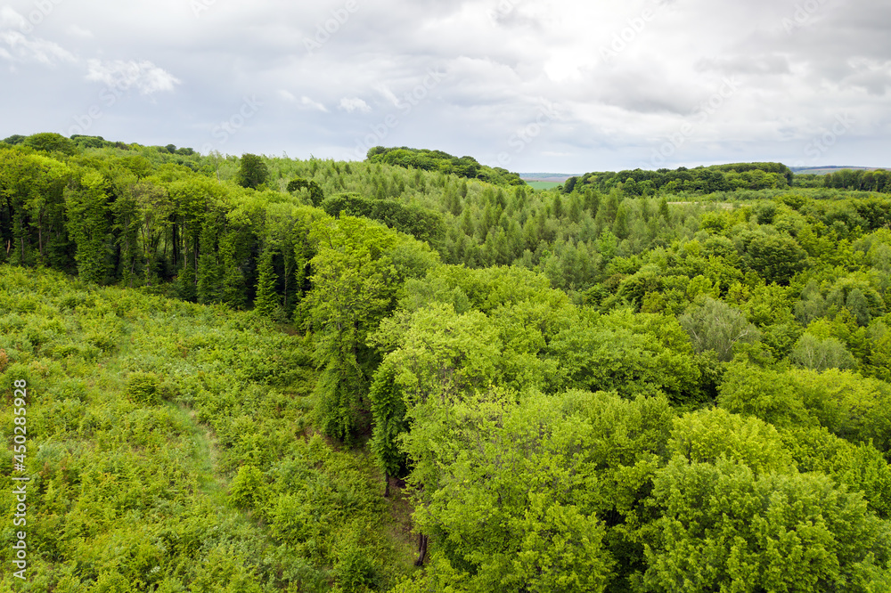 Top down aerial view of green summer forest with large area of cut down trees as result of global deforestation industry. Harmful human influence on world ecology.