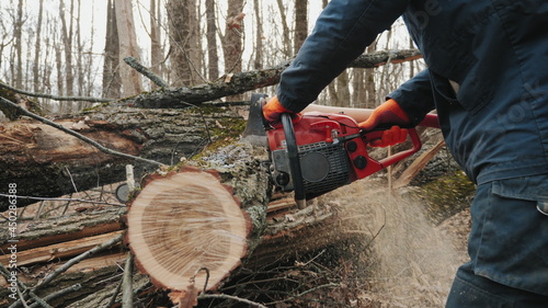 A felled tree trunk is sawn by a lumberjack, close-up slow-motion shot
