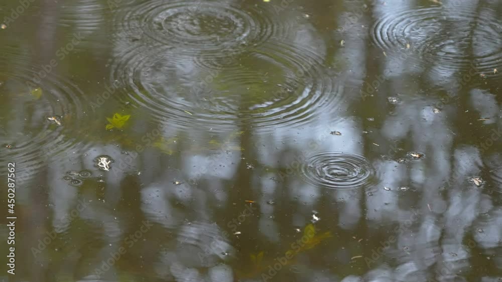 A look of the small flying insects on the pond with the floating flowers on it in Estonia A look of the small flying insects on the pond with the floating flowers on it in Estonia