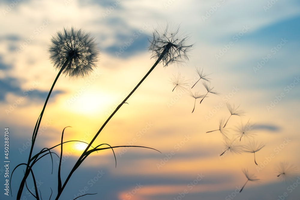 Obraz premium Dandelion seeds are flying against the background of the sunset sky. Floral botany of nature