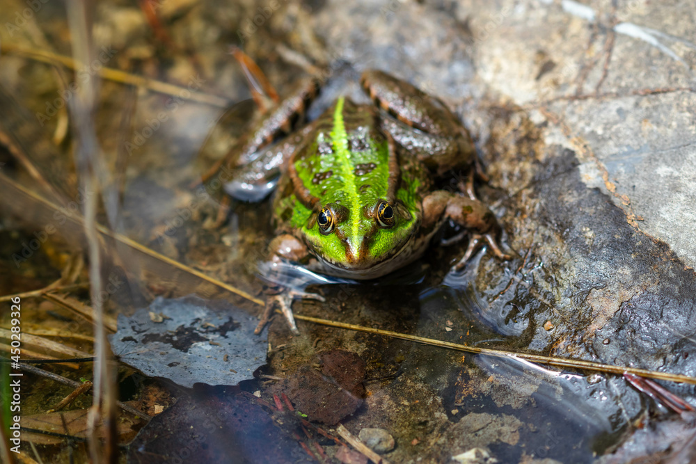 Green frog in nature. Closeup of a frog. Green frog in nature. Closeup of a frog.