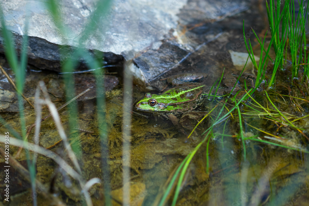 Obraz premium Green frog in nature. Closeup of a frog.