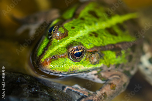 Green frog in nature. Closeup of a frog. © snesivan