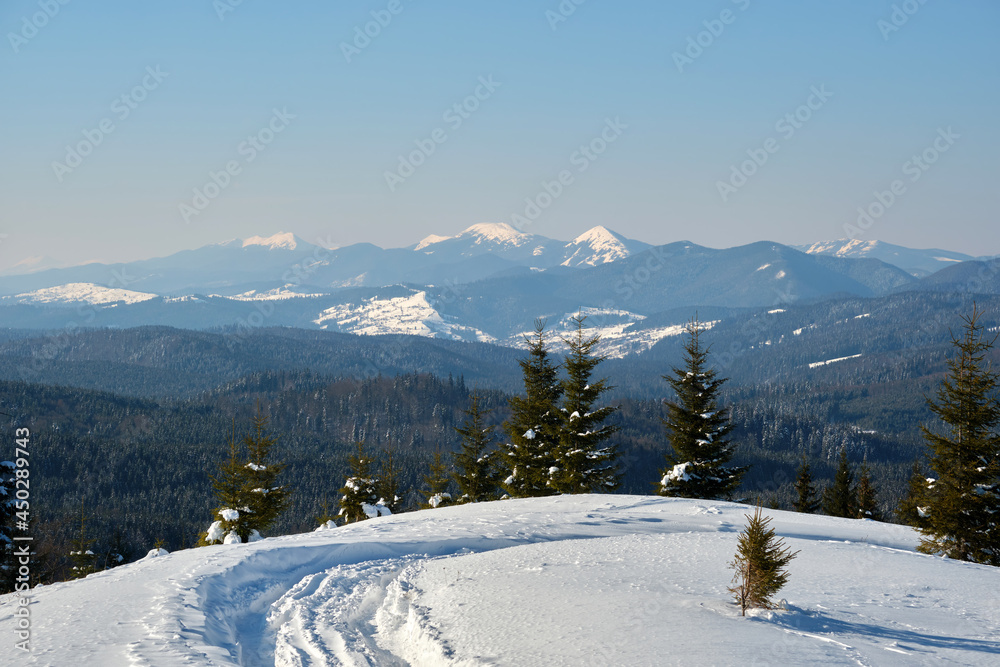 Winter landscape with spruse trees of snow covered forest in cold mountains.