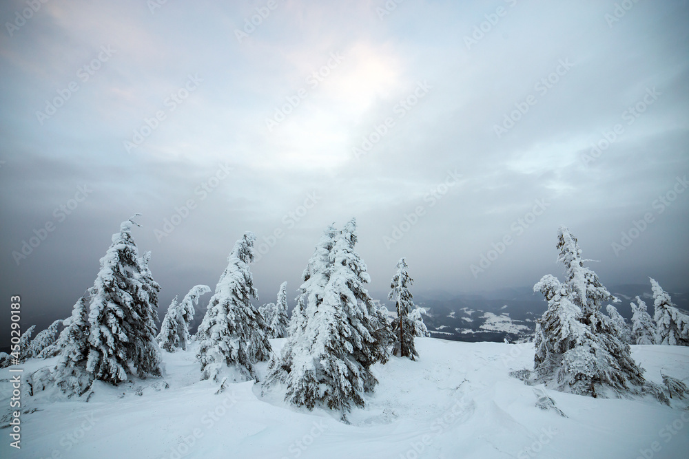 Obraz premium Dramatic winter landscape with spruce forest cowered with white snow in cold frozen mountains.