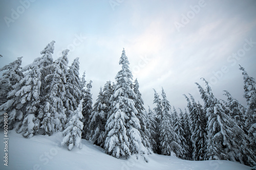 Moody winter landscape with tall spruce forest cowered with white snow in frozen mountains.
