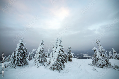 Dramatic winter landscape with spruce forest cowered with white snow in cold frozen mountains.