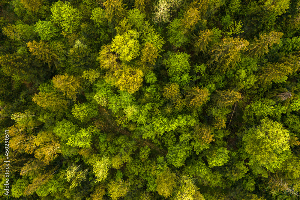 Naklejka premium Aerial view of dark mixed pine and lush forest with green trees canopies.