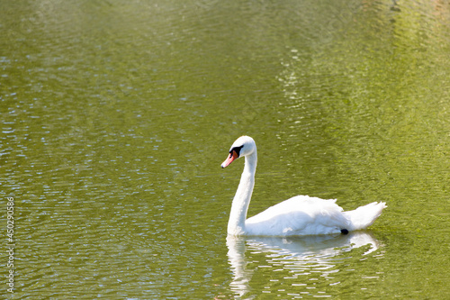 majestic white swan swims in the park