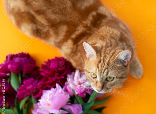 Adorable funny ginger tabby cat lies near the bouquet of blooming peonies flowers. Summer postcard, poster or wallpaper