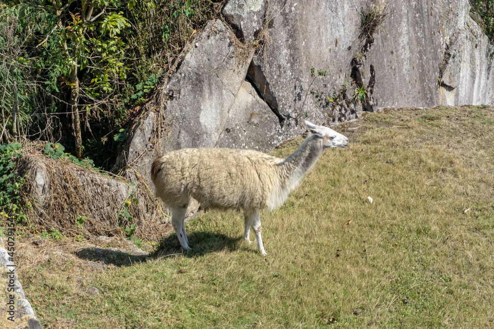 Fototapeta premium A Llama living in Machu Picchu