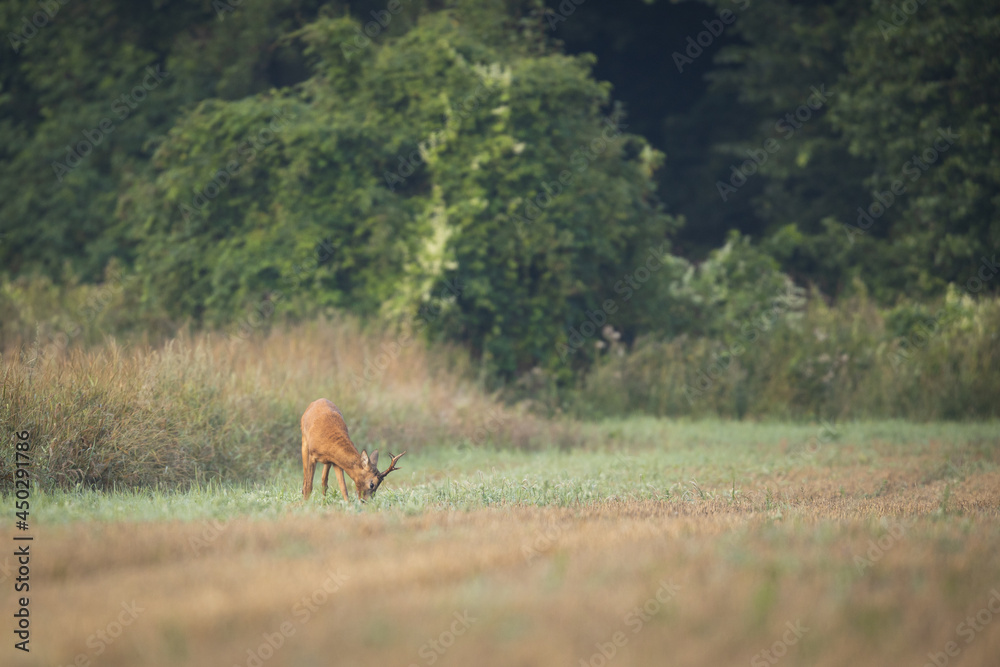 Roebuck - buck (Capreolus capreolus) Roe deer - goat Roebuck - buck (Capreolus capreolus) Roe deer - goat
