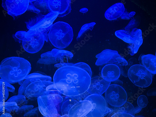 jelly fish in aquarium © Дмитрий Порядин