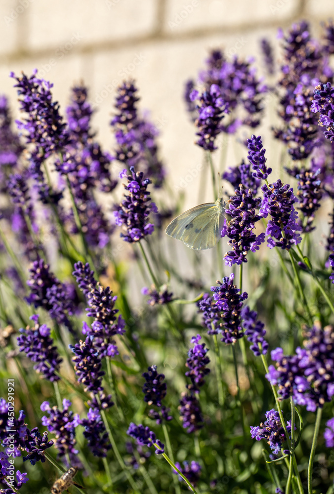 Obraz premium the blooming lavender flowers in Provence, near Sault, France