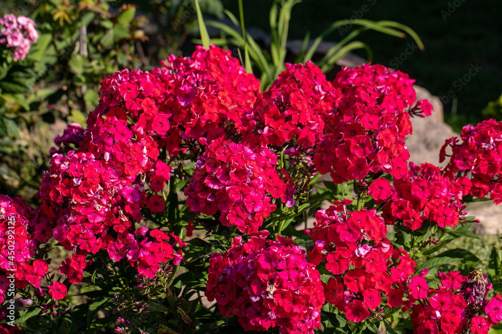 Flowering branch of red phlox in the garden Flowering branch of red phlox in the garden