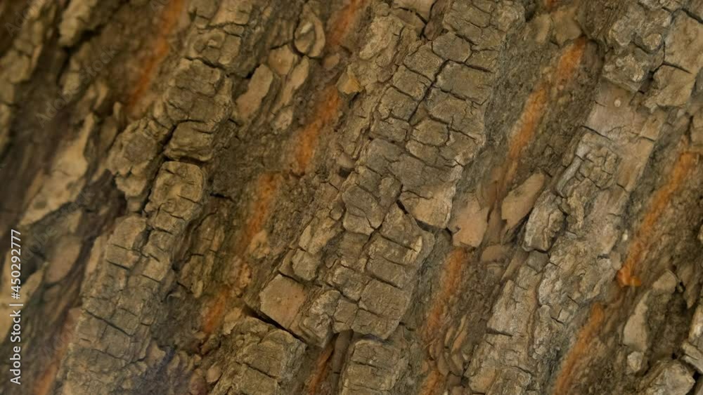 Wooden texture. camera rotate. Rocky surface top view. Place for text. Rough texture movement. Empty space for title. Surface wood rotation. Copyspace blank design. Pattern tree like stone move slowly