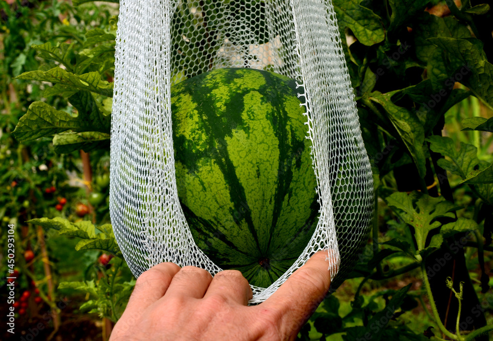 Growing melons cannot do without a support net, which carries the