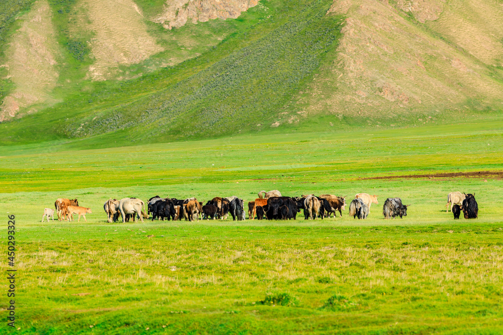 Cows on the green pasture.