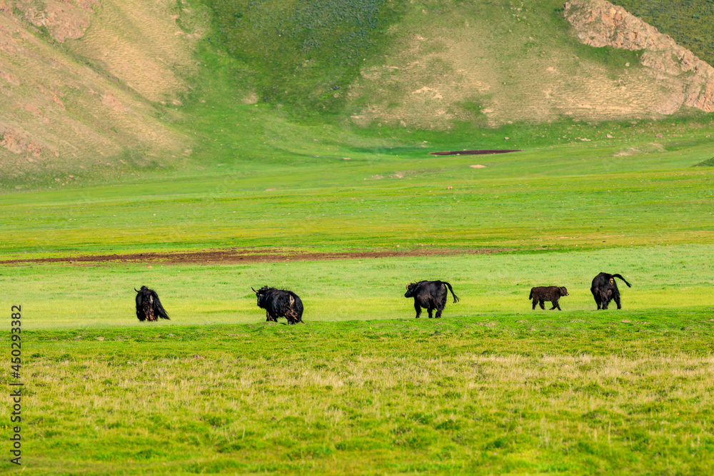 Yaks on the green pasture.