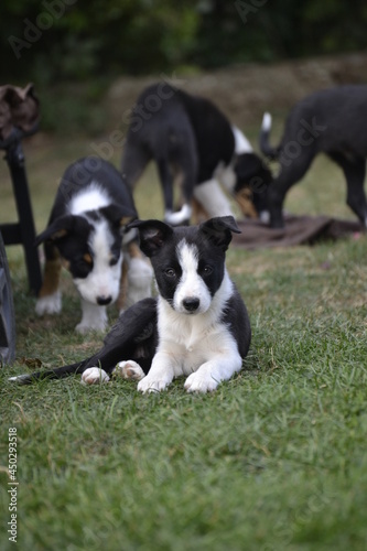 Border Collie