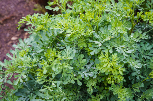 Fototapeta Naklejka Na Ścianę i Meble -  Common rue or herb of grace (Ruta graveolens) herbal plant in the garden. Medicinal herb.