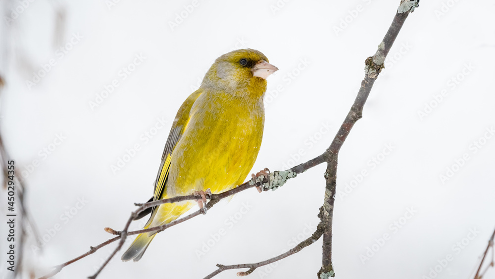 European greenfinch (Chloris chloris) in snow with negative space by a bird feeder European greenfinch (Chloris chloris) in snow with negative space by a bird feeder