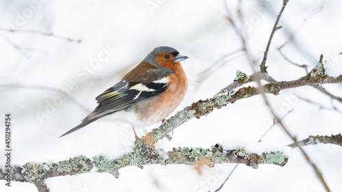 Common chaffinch (Fringilla coelebs) portrait in the spring snow with negative space