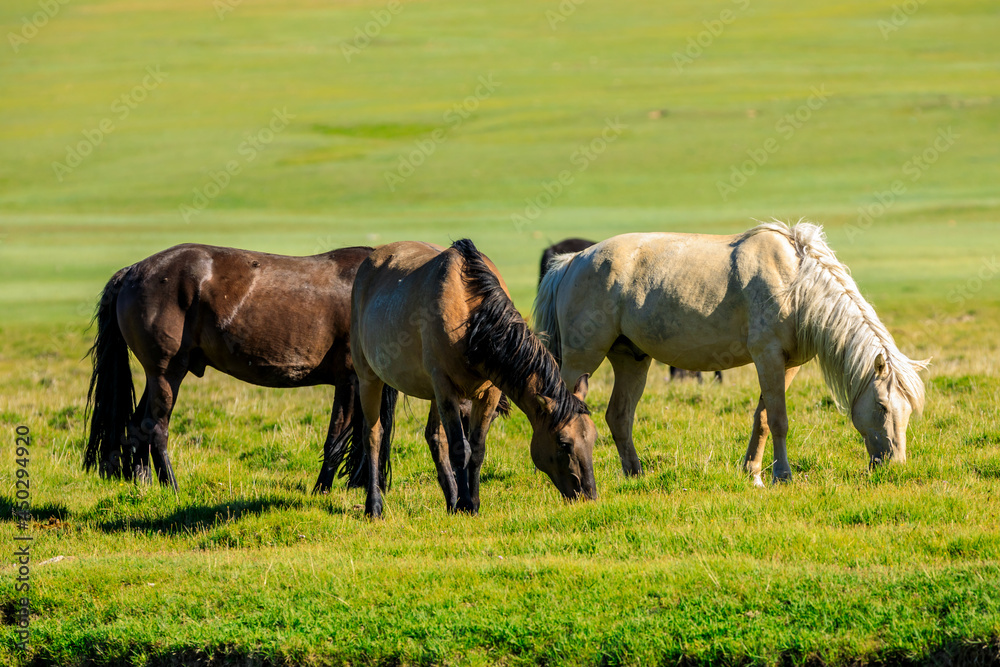 Horses on a summer pasture.Beautiful grassland scenery. Horses on a summer pasture.Beautiful grassland scenery.
