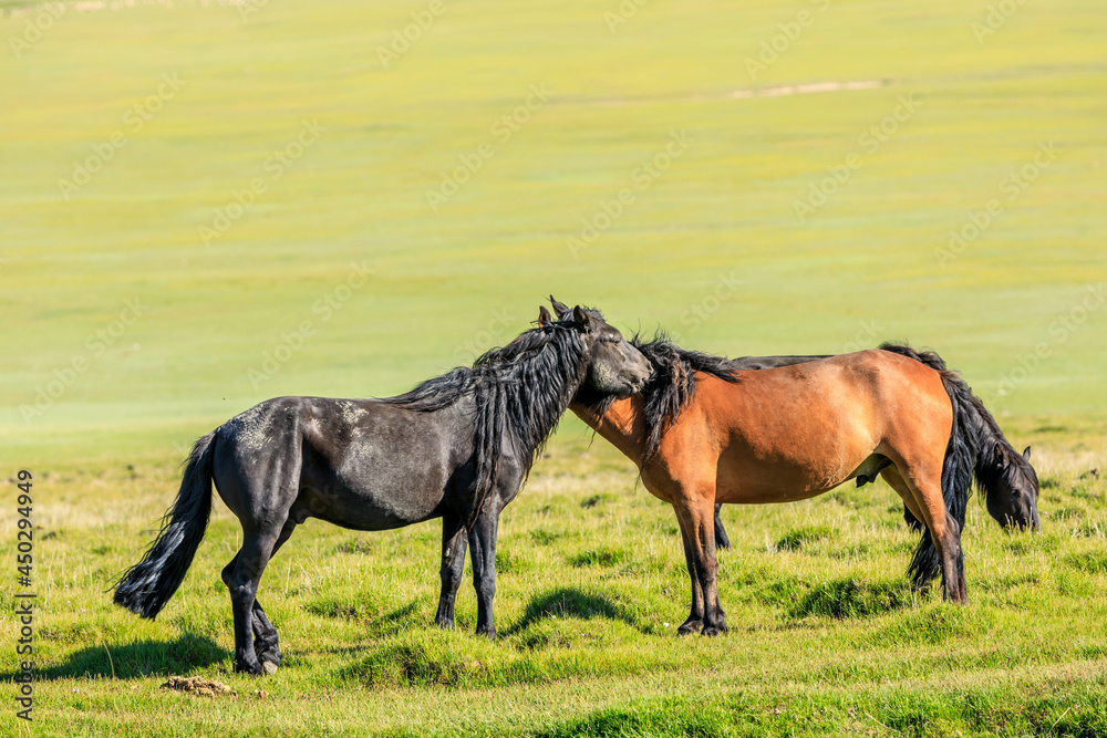 Fototapeta premium Horses on a summer pasture.Beautiful grassland scenery.